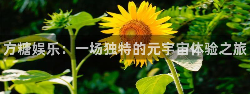 糖果派对网址登录：方糖娱乐：一场独特的元宇宙体验之旅